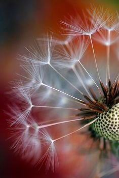 a dandelion is blowing in the wind with red and green blurry background