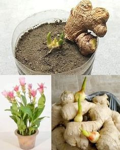 there are three different types of plants in the pictures, one is ginger and the other has broccoli