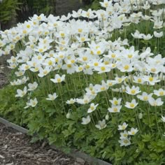 many white and yellow flowers in a garden