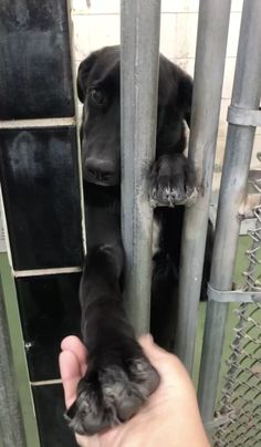 a person is holding their hand up to the dog's paw in its cage