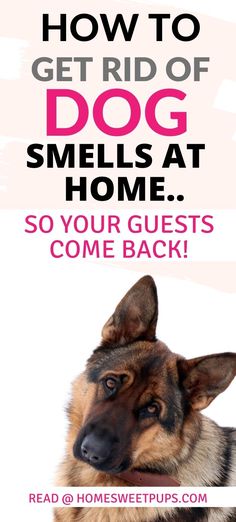 a german shepherd dog with the words how to get rid of dog smells at home so your guests come back