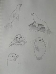 four different types of sea animals are shown in this drawing, and each one is drawn on paper