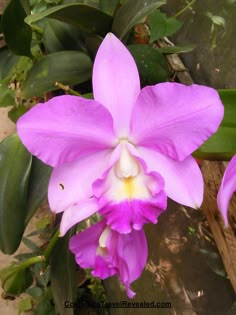 a purple flower with white stamen in the center