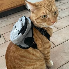 an orange cat sitting on the floor wearing a backpack