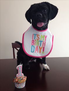 a black dog wearing a birthday bib sitting next to a cupcake on a table