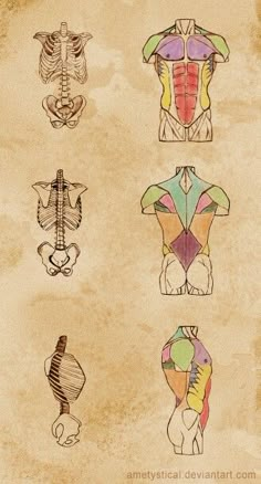 an old paper with some drawings of different body parts on it's sides and back