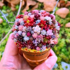 a small potted plant in someone's hand with lots of red and green flowers