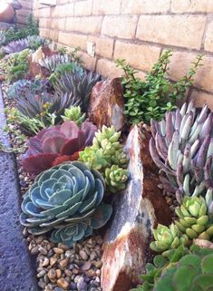 many different types of succulents are growing in the ground next to a brick wall