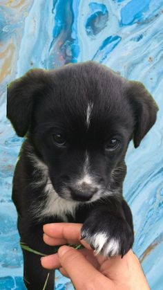 a small black and white puppy is being held up by someone's hand with blue water in the background