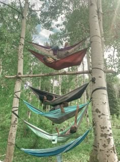 several hammocks hanging from trees in the woods