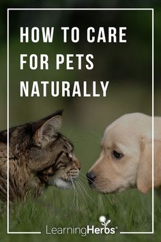 a cat and dog face to face with the words how to care for pets naturally