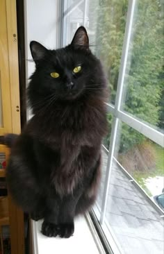 a black cat sitting on top of a window sill