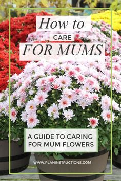 flowers with the words how to care for mums in front of them and an image of