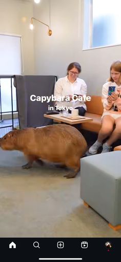 people are sitting on couches in front of a pig