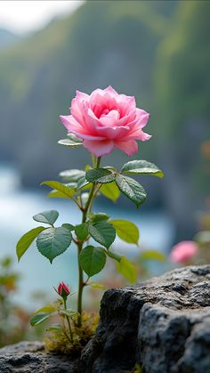 a single pink rose sitting on top of a rock next to a body of water