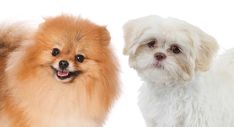 two small dogs standing next to each other on a white surface with one dog looking at the camera