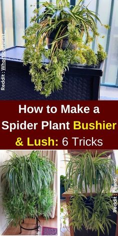 how to make a spider plant busher and lush 6 tricks for the home gardener