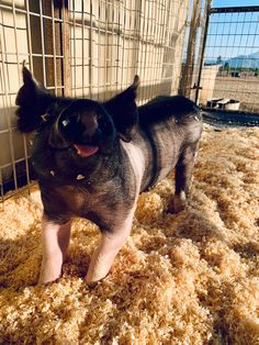 a small black dog standing on top of a pile of hay next to a cage