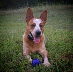 a brown and white dog laying in the grass next to a blue ball