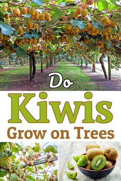 kiwis grow on trees with the words do kiwis grow on trees