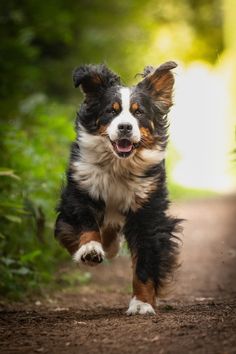 a dog running down a dirt road with trees in the backgrouds behind it