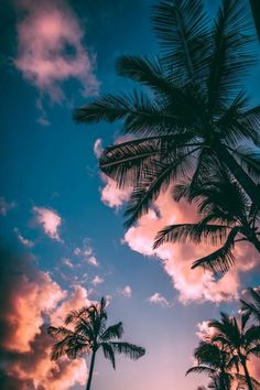 palm trees against a blue sky with clouds in the foreground and sun setting behind them