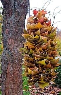 a very tall plant hanging from the side of a tree