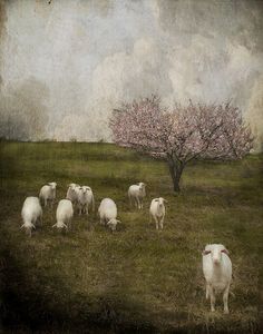 a herd of sheep standing on top of a lush green field next to a tree