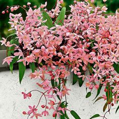 pink flowers are blooming on the side of a white wall in front of green leaves