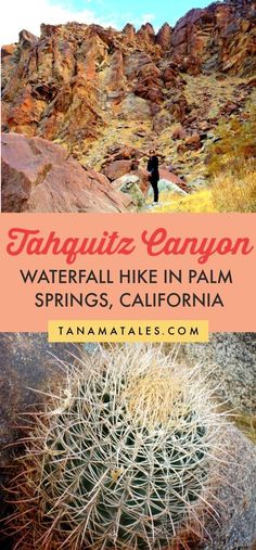 a large cactus in the desert with text overlaying it that reads, tahaquita canyon waterfall hike in palm springs, california