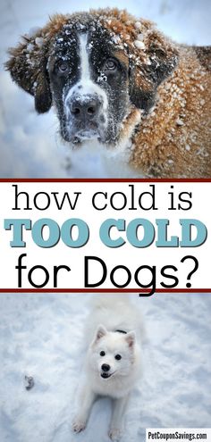 two dogs in the snow with text overlay that says how cold is too cold for dogs?