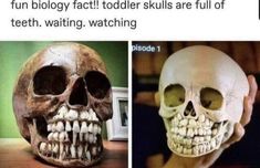 two pictures one with a human skull and the other with teeth