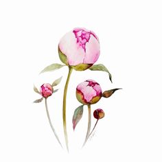 two pink peonies with green leaves and buds on a white background in watercolor