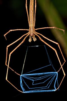 a close up of a spider on a black background