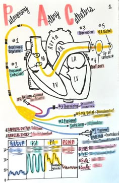 a diagram of the human heart and its functions