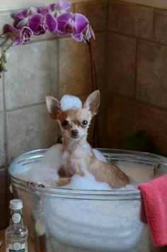 a small dog sitting in a bathtub filled with water and bubbles that says, oh hello can you bring me a towel please?