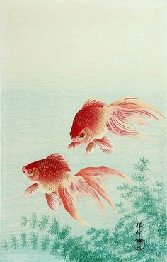 two goldfish are swimming in the water