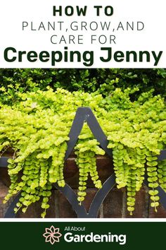 green plants with the words how to plant, grow and care for creeping jenny on it