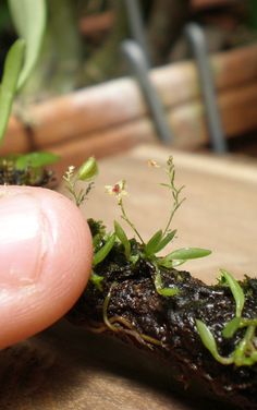 someone is holding their finger over some plants that are growing out of the soil in front of them