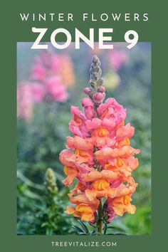 Keep your garden vibrant all season with these stunning winter flowers for zone 9 that flourish in cooler weather. Bring life and color to your winter landscape with hardy blooms that thrive when others fade. Click to see the list and save this pin for easy gardening reference!