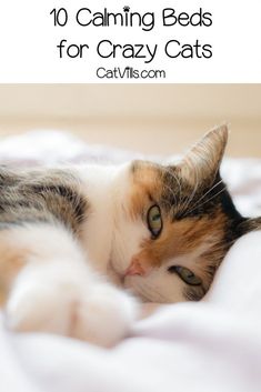 a cat laying on top of a bed with the caption saying 10 calming beds for crazy cats