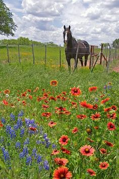 a horse standing on top of a lush green field next to a fence covered in wildflowers