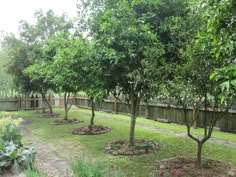 several trees in the middle of a yard