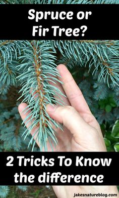 someone holding their hand up to a pine tree with the words spruce or fir tree?