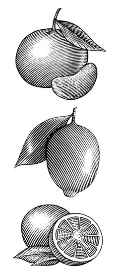 an apple is shown in black and white, vintage line drawing or engraving stock illustration