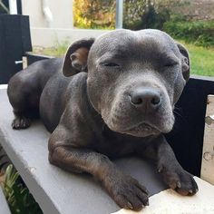 a black dog laying on top of a wooden bench next to a window sill