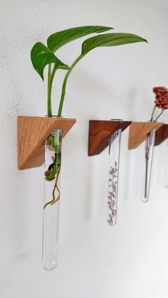 three glass vases with plants in them hanging on a wall