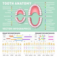 Dental Diagram, Tooth Anatomy, Diagram Illustration