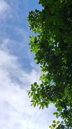 an airplane is flying through the blue sky with green leaves on it's branches