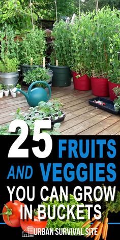 25 fruits and veggies you can grow in buckets